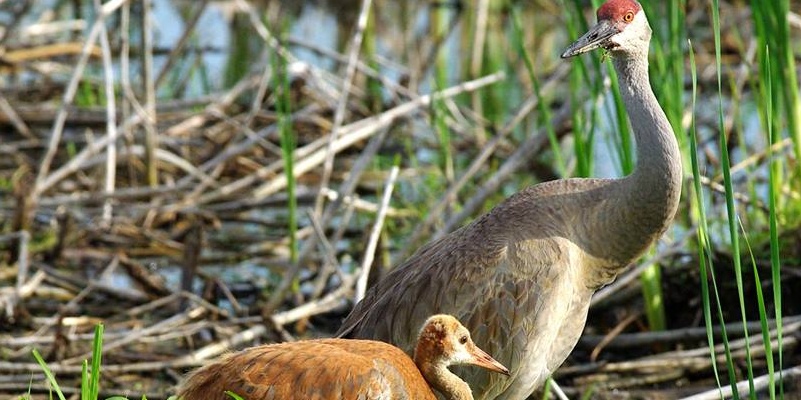 Horicon Marsh Education & Visitor Center | Travel Wisconsin